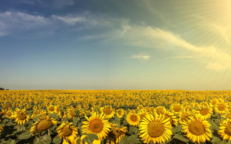 sunflower field
