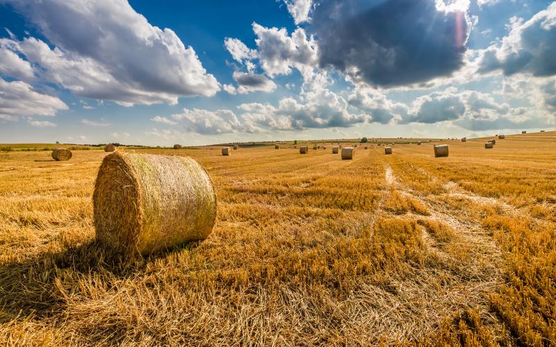 bales in a field