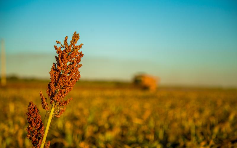 other crops