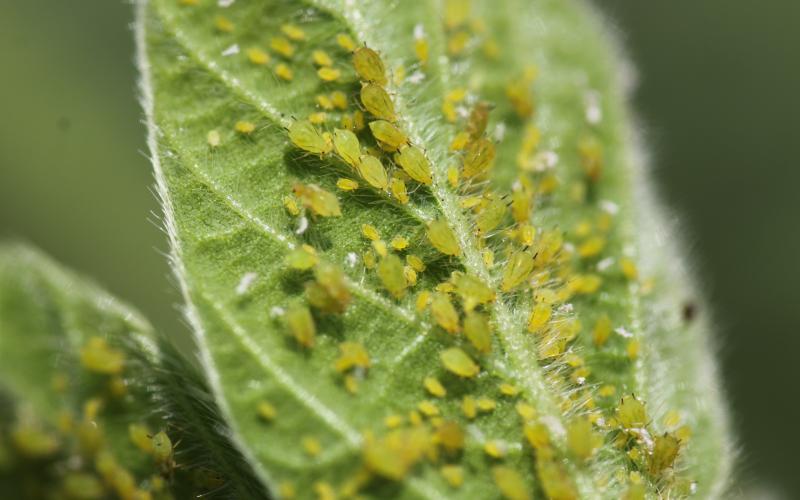 soybean aphids on a leaf