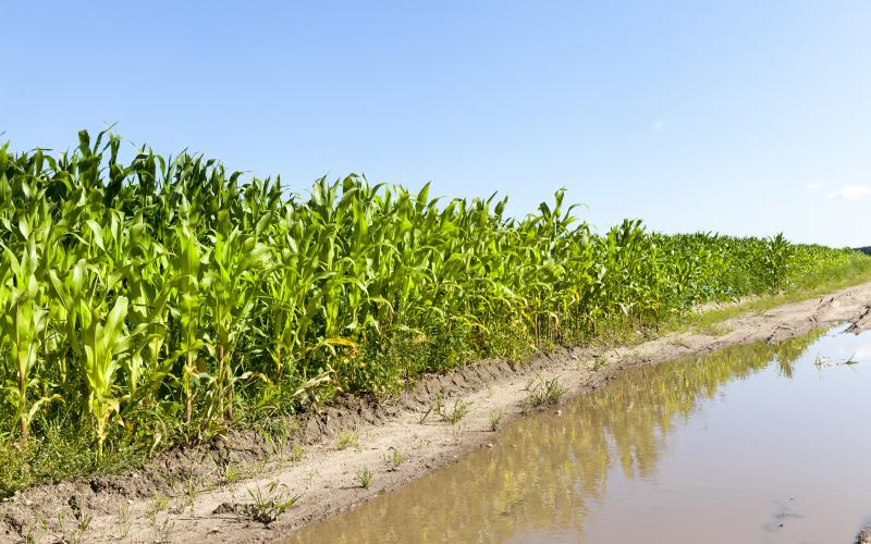water near a corn field