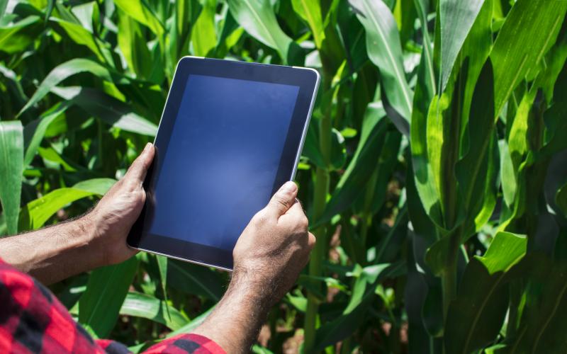 man holding an iPad next to a corn field