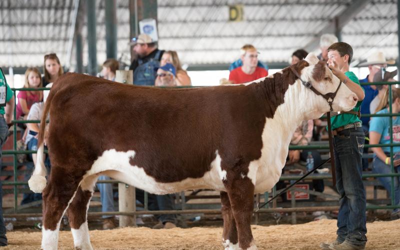 young male 4-H member showing a hereford heifer