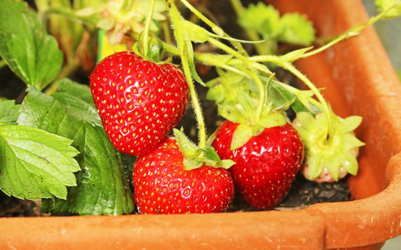 strawberries growing on a vine in a pot