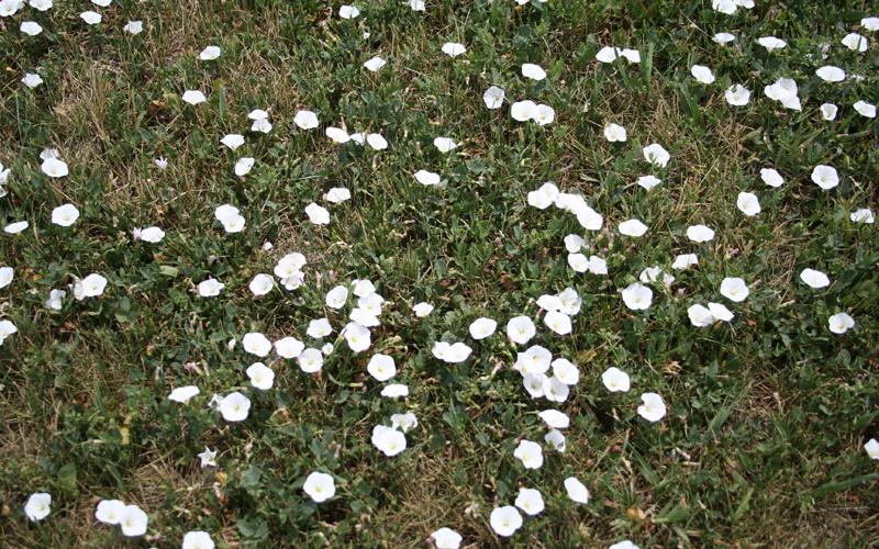grass with field bindweed, a viny green weed with white flowers