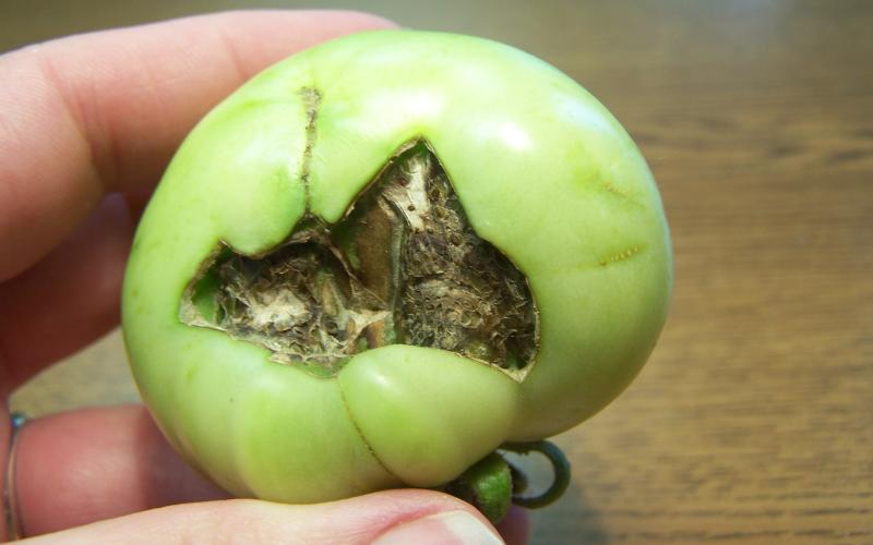 green tomato with a rotten spot showing blossom end rot