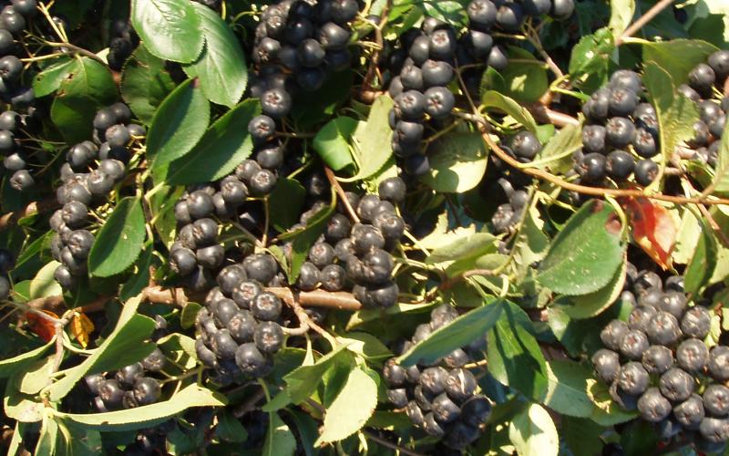 groups of ripe aronia berries of the Aronia melanocarpa variety