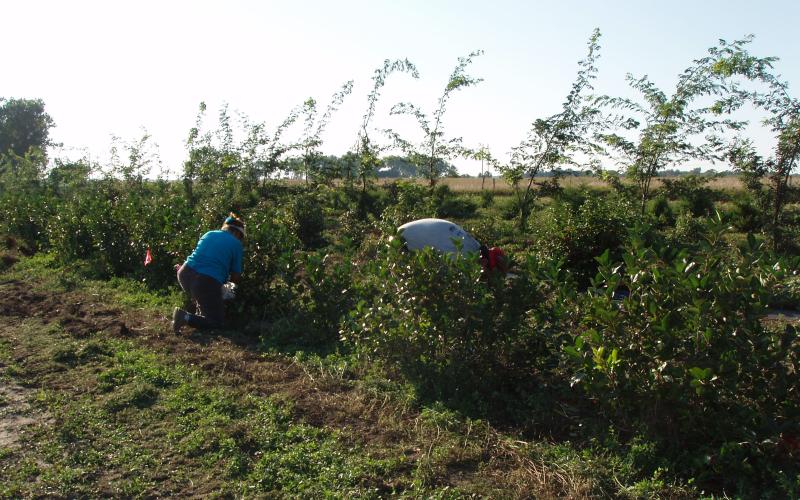 a row of Aronia melanocarpa or aronia berries being harvested