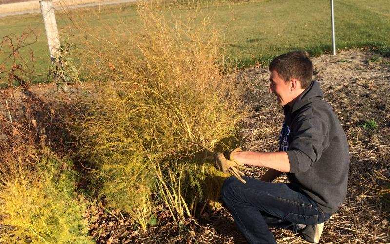 Young man pruning an asparagus plant in a fall garden.
