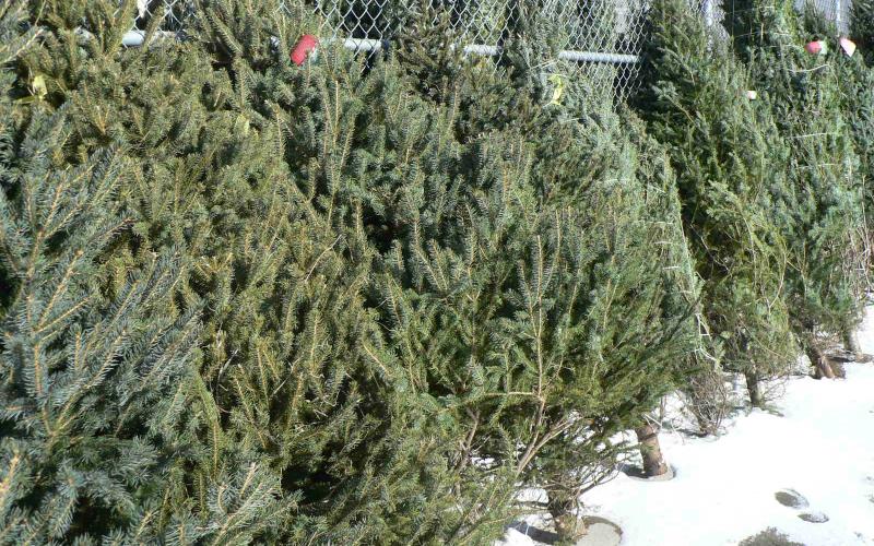 harvested Christmas trees against a fence.