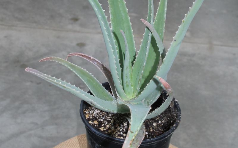 Green aloe vera plant sitting on a table