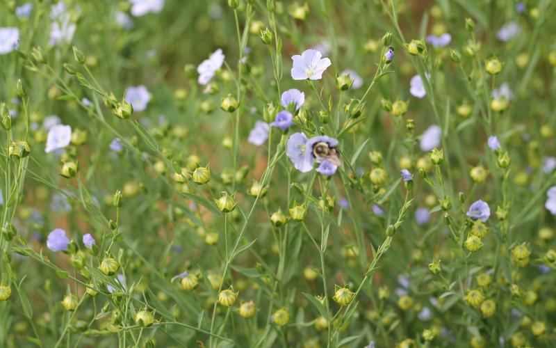 99-Flax Field with purple flax flowers