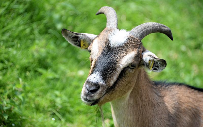 Brown, white and black goat with horns