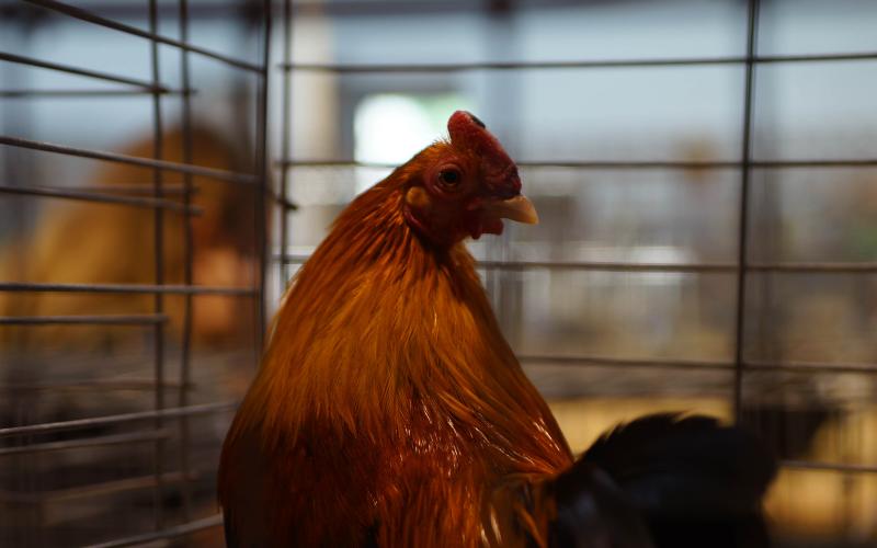 Rooster in cage at State Fair