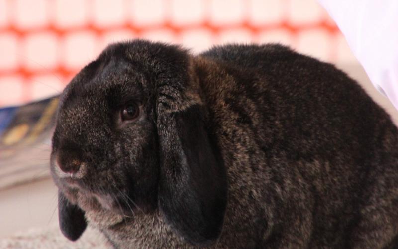4-H youth with brown and black rabbit
