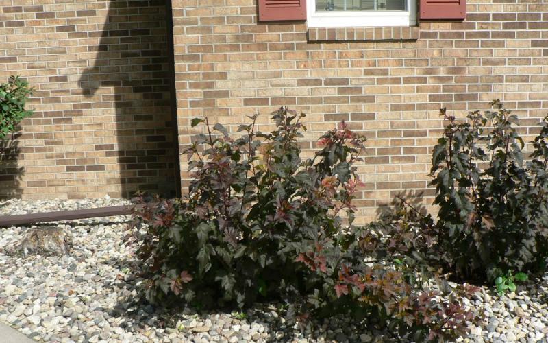 Shrub outside of a house