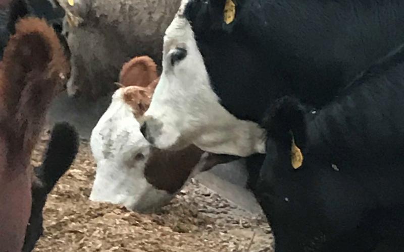 cows eating silage
