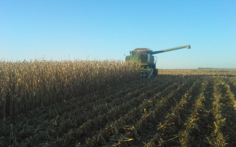 A green combine harvesting corn.