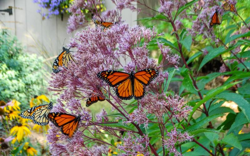 Monarch Butterflies
