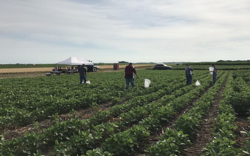 A group of people in a soybean field with white insect nets
