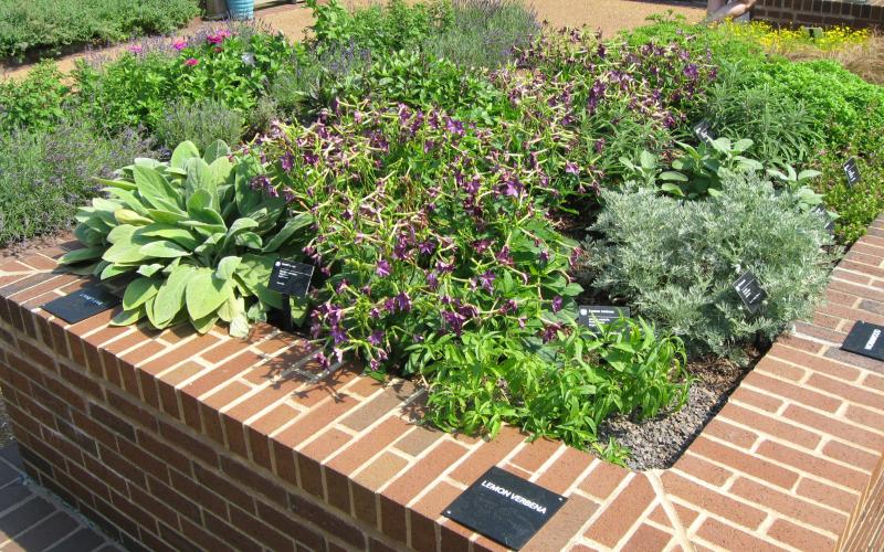 A square, brick planting enclusure with a variety of sensory plants inside.