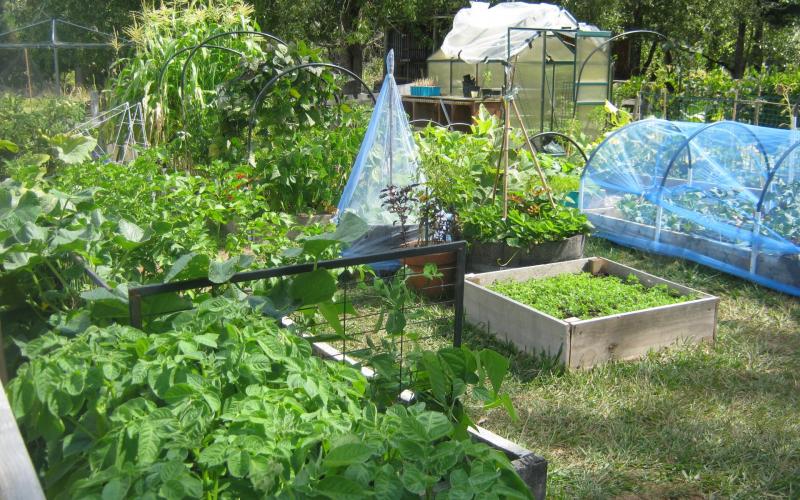 a garden with several different areas and types of plants growing