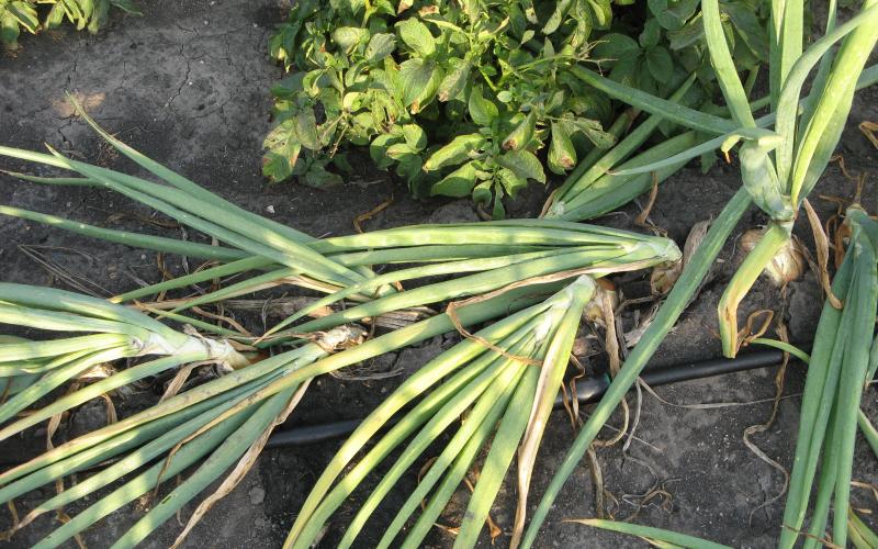 onions still in the ground with their tops bending over