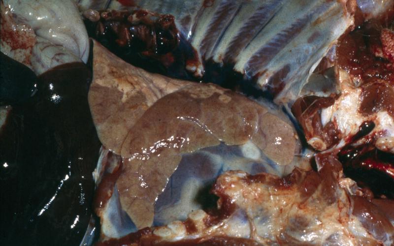 A diseased pig lung