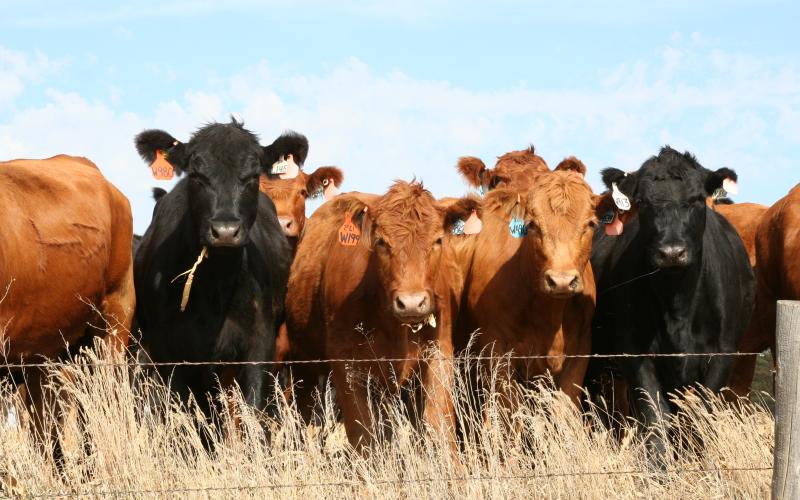A group of red and black heifers standing behind a barbed-wire fence.