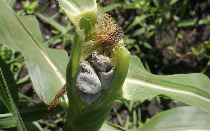 A white and gray, mold-like growth on an ear of sweet corn.