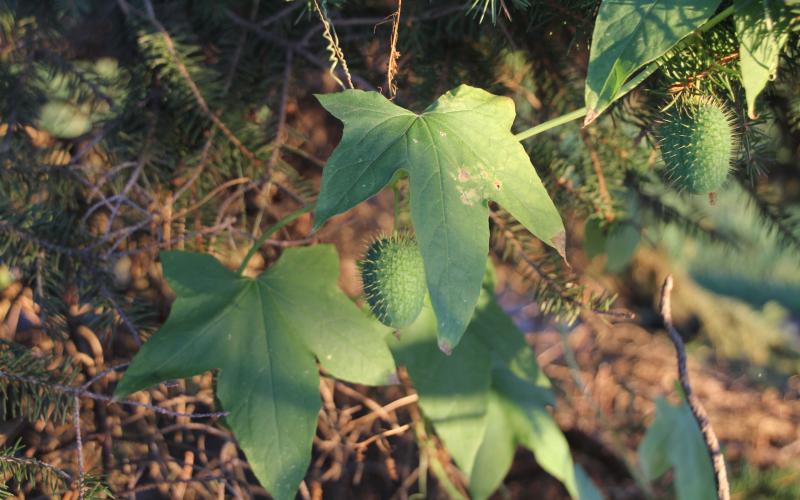 A prickly, cucumber-shaped fruit growing from a green vine on a spruce tree.