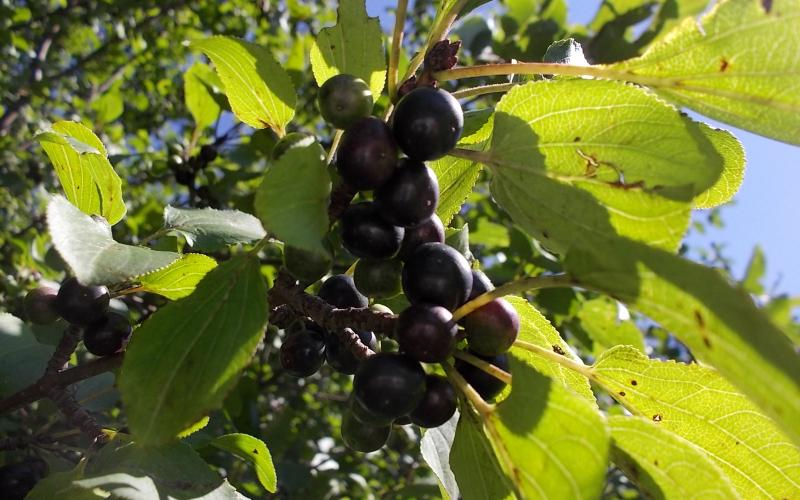 a close up of buckthorn berries