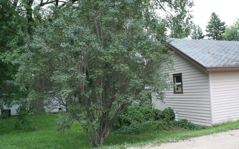 A medium-sized shrub with many upright stems next to a white shed
