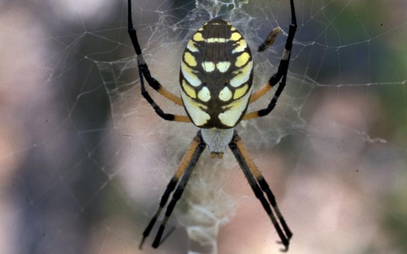 a Black and yellow garden spider on its web.