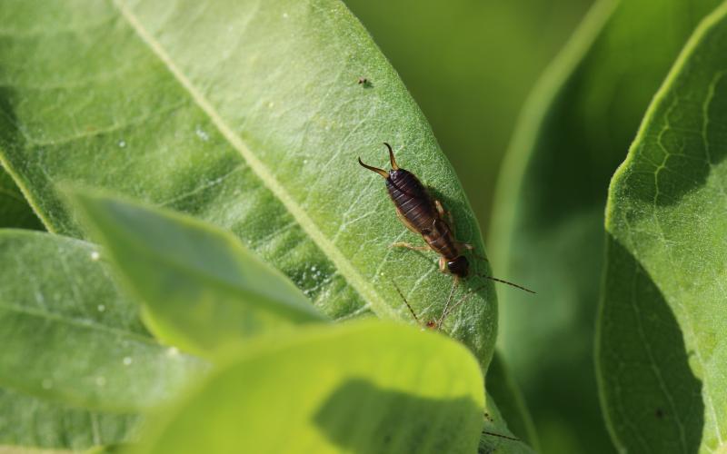 A long, brown bug with a pincher-shaped tail sitting atop a green leaf.
