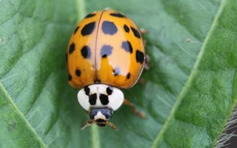 An orange beetle with black spots and a white head sitting on a green leaf