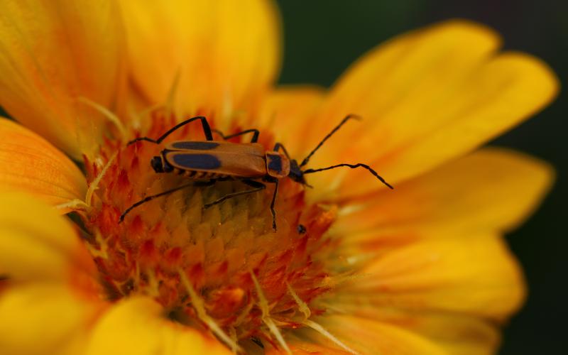 Adult goldenrod soldier beetle sitting on a yellow/orange flower