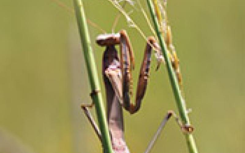 Chinese mantis adult