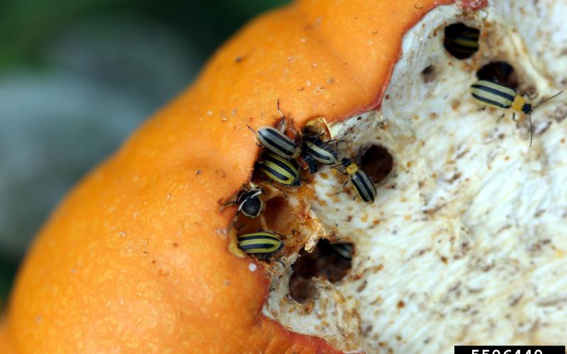 A cluster of black and yellow-stripped beetles boring into an orange pumpkin