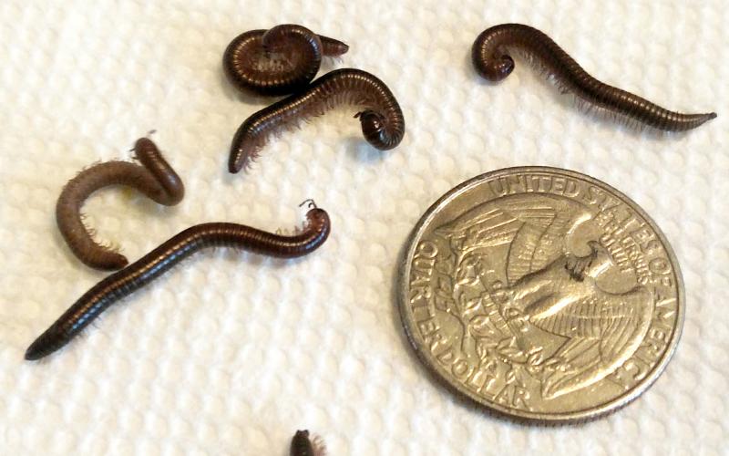 millipedes with small and dark brown with rounded bodies next to a quarter.