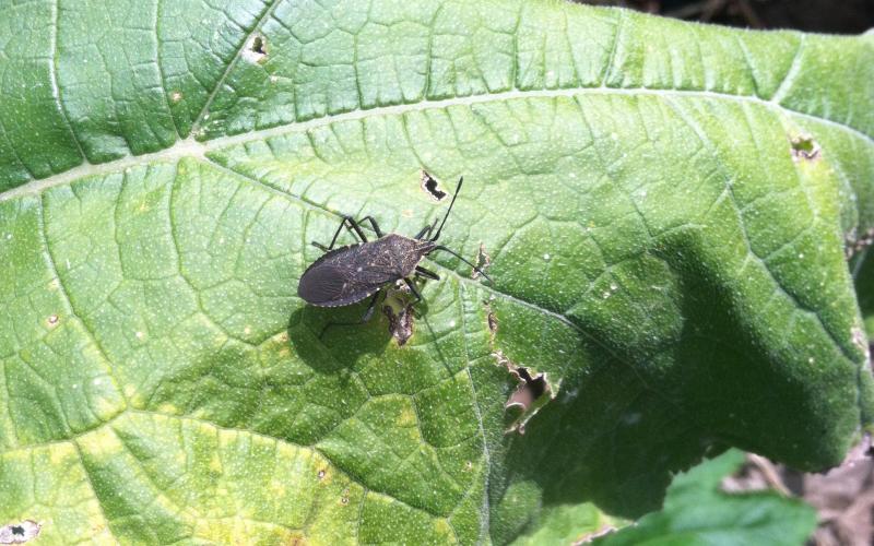 squash bug adult feeding on a green leaf