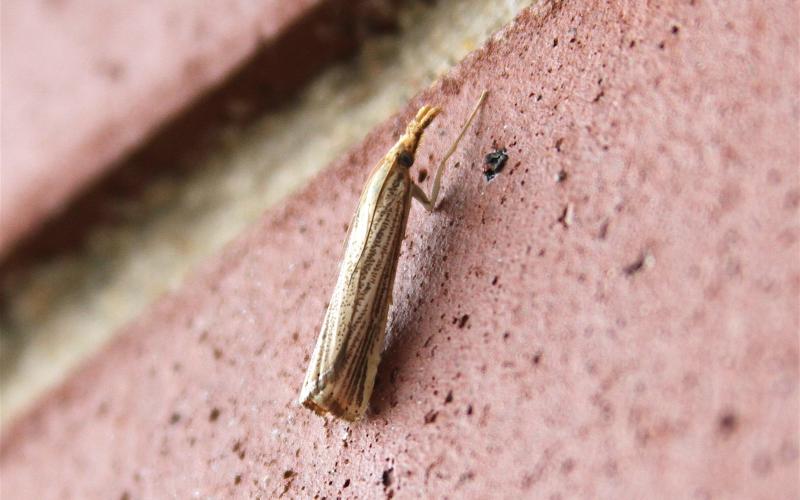 a small sod webworm crawling up a wall