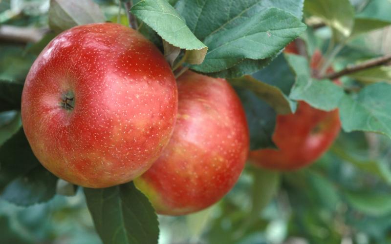Three bright red and green apples ready for harvest