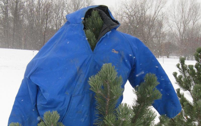 A blue coat placed atop a medium-sized evergreen tree in a snowy clearing