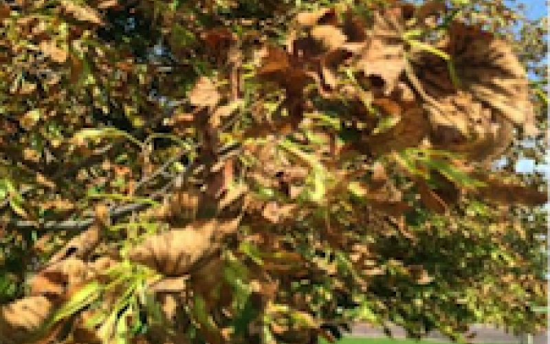 A tree with leaves containing small specks expanding to larger blotches.