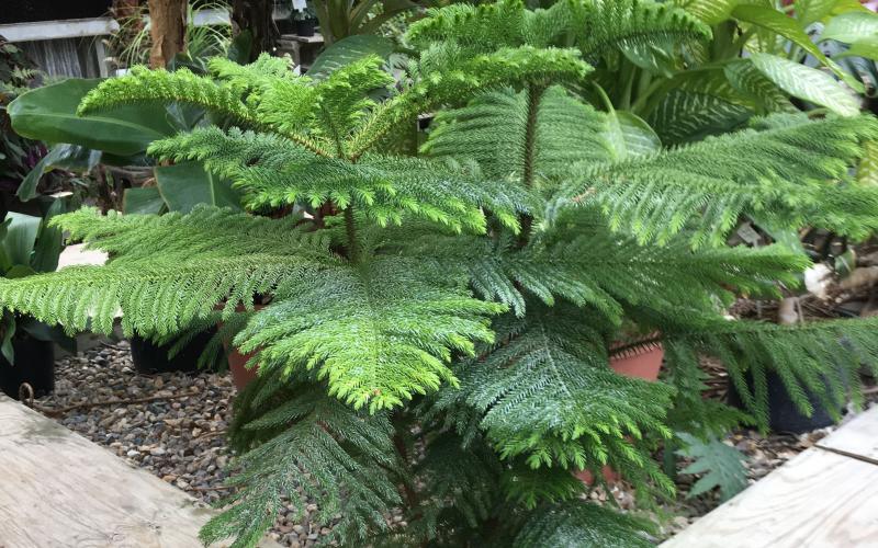 a norfolk island pine tree