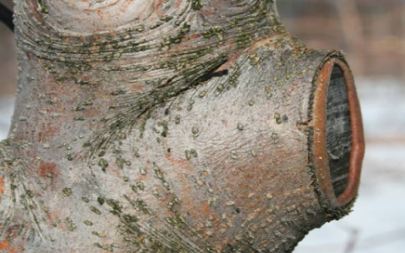 tree branch cut off at the edge of the collar