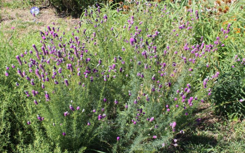 Purple prairie clover bush