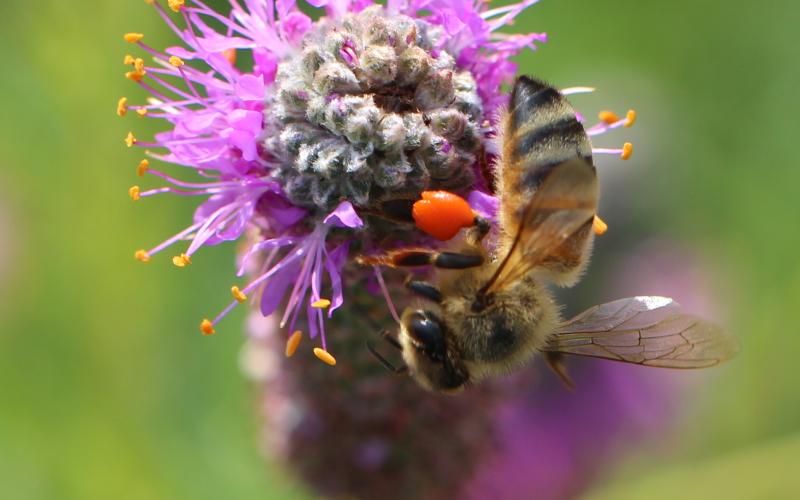 purple prairie clover in bloom attracting bees