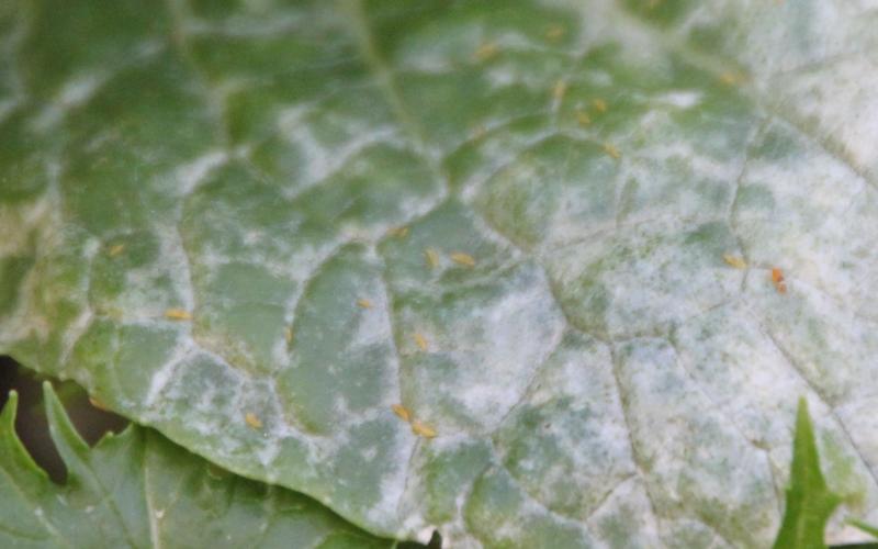 Tiny orange insects feeding on a green leaf